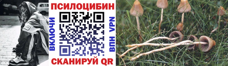 Купить где  Томари  Галлюциногенные грибы Psilocybine cubensis 
